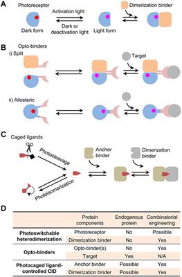 Combinatorial Approaches for Efficient Design of Photoswitchable Protein-Protein Interactions as In Vivo Actuators